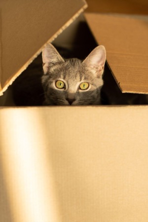 How To Downsize With a Pet by Penny Martin